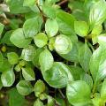   verde Acvariu Plante Acvatice Târâtor Ludwigia, Frunze Înguste Ludwigia / Ludwigia repens fotografie