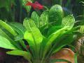 Эхинодорус мелкоцветный (Черная амазонка)