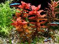 Giant Red Rotala
