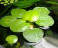   მწვანე აკვარიუმი წყლის მცენარეები Limnobium Stoloniferum / Limnobium stoloniferum, Salvinia laevigata სურათი