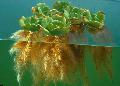  roheline Akvaarium Veetaimede Vee Salat / Pistia stratiotes Foto