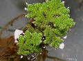   зеленый Аквариум Аквариумные Растения Азолла папоротниковидная / Azolla filiculoides Фото