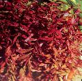   Czerwonawy Akwarium Rośliny Wodne Ammannia Senegalensis zdjęcie