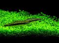 Akvaryum  Glossostigma Elatinoides fotoğraf