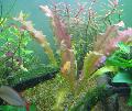   Red Aquarium Wavy-edged swordplant, Ruffled Aponogeton / Aponogeton crispus Photo