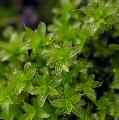   πράσινος ενυδρείο υδρόβια φυτά Takmossa βρύα / Syntrichia ruralis, Tortula ruralis φωτογραφία