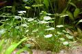 渦巻きチドメグサ属などの丸い葉の草、湿地チドメグサ属などの丸い葉の草