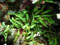 蕨藻Brachypus