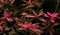   sarkans Akvārijs ūdensaugi Punduris Hygrophila / Hygrophila polysperma Foto