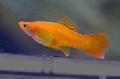   Κίτρινος τα ψάρια ενυδρείου Ξιφονούρης / Xiphophorus helleri φωτογραφία