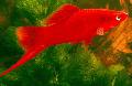   Rood Aquariumvissen Swordtail / Xiphophorus helleri foto