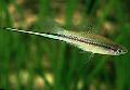   Vert Les Poissons d'Aquarium Swordtail / Xiphophorus helleri Photo