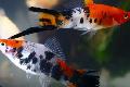   Bont Aquariumvissen Swordtail / Xiphophorus helleri foto