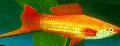   altın Akvaryum Balıkları Swordtail / Xiphophorus helleri fotoğraf