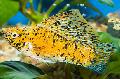   Κίτρινος τα ψάρια ενυδρείου Sailfin Molly / Poecilia velifera φωτογραφία