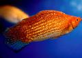   Red Aquarium Fish Sailfin Molly / Poecilia velifera Photo
