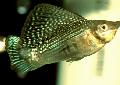   Verde Peixes de Aquário Sailfin Molly / Poecilia velifera foto