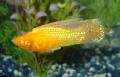   Ouro Peixes de Aquário Sailfin Molly / Poecilia velifera foto