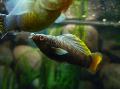   браон Акваријумске Рибице Саилфин Молли / Poecilia velifera фотографија