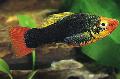   черный Аквариумные Рыбки Пецилия многоцветная (Пецилия изменчивая, Платипецилия многоцветная) / Xiphophorus variatus Фото