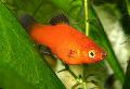   Red Aquarium Fish Papageienplaty / Xiphophorus variatus Photo