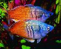 Boesemans Rainbowfish的