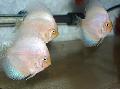   Branco Peixes de Aquário Red Discus / Symphysodon discus foto