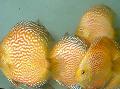   rumena Akvarijske Ribice Rdeča Discus / Symphysodon discus fotografija