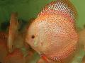   Růžový Akvarijní Ryby Red Discus / Symphysodon discus fotografie
