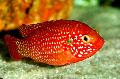 Red Jewel Cichlid