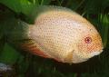   Pink Aquarium Fish Severum / Cichlasoma severum, Heros serverus Photo