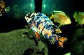   Motley Aquarium Fish Malawi Dream / Labeotropheus fuelleborni Photo