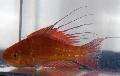   красный Аквариумные Рыбки Парахейлин краснополосый (Губан нитеперый) / Paracheilinus filamentosus Фото