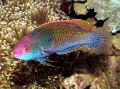 Blue-scaled fairy-wrasse