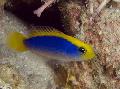 Lever Dottyback