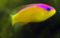   Gelb Zierfische Lila Streifen Dottyback / Pseudochromis diadema Foto