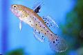 Ritter Goby