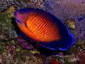 Mercan Güzellik Angelfish