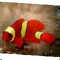 Yellowstripe Bordo Clownfish
