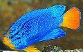 Mėlyna Damselfish