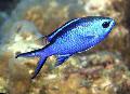   mėlynas Akvariumas Žuvys Chromis Nuotrauka