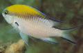   Motley Aquarium Fish Chromis Photo