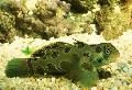   grønn Flekket Grønn Mandarin Fisk / Synchiropus picturatus Bilde