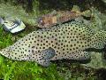 Panther Grouper