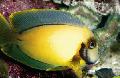   geltonas Akvariumas Žuvys Mimikos Citrinų Žievelės Tango / Acanthurus pyroferus Nuotrauka