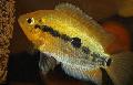   Χρυσός τα ψάρια ενυδρείου Ουράνιο Τόξο Κιχλίδες / Herotilapia multispinosa φωτογραφία