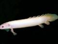   Hvid Akvariefisk Cuvier Bichir / Polypterus senegalus Foto