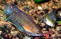   Смугастий Акваріумні Рибки Лабіоза / Colisa labiosa Фото