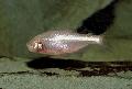 Астианакс мексиканский (Мексиканская пещерная рыбка, Слепая пещерная рыбка)