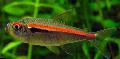   стрипед Акваријумске Рибице Хипхессобрицон Амапаенсис / Hyphessobrycon amapaensis фотографија